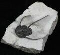 Rare Eifel Cyphaspis Trilobite - Germany #27430-4
